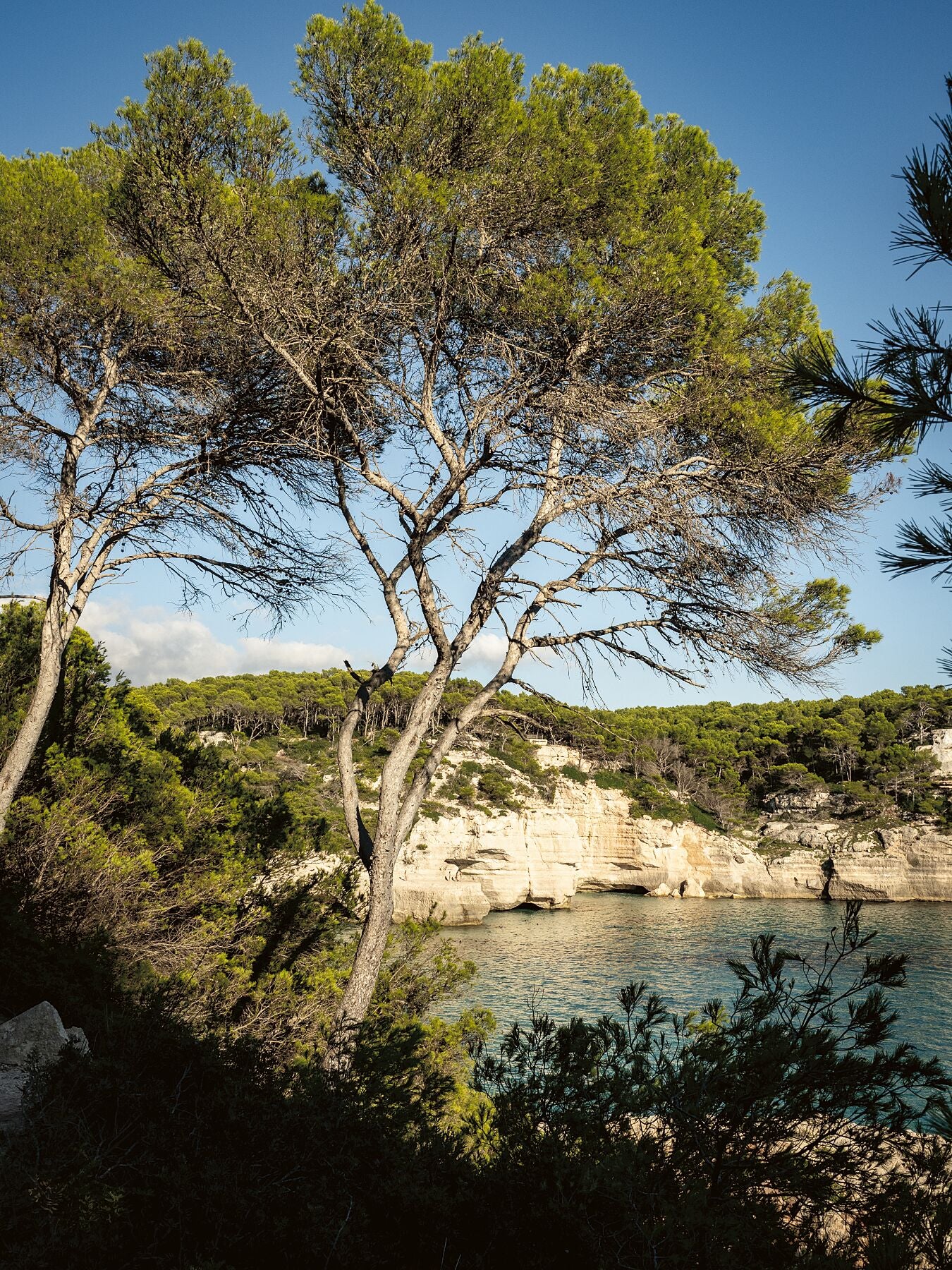 Pinien an der Cala Mitjana Menorca - Fotograf Thomas Malek in Rohrenfels, Neuburg an der Donau, Ingolstadt, Schrobenhausen, Donauwörth