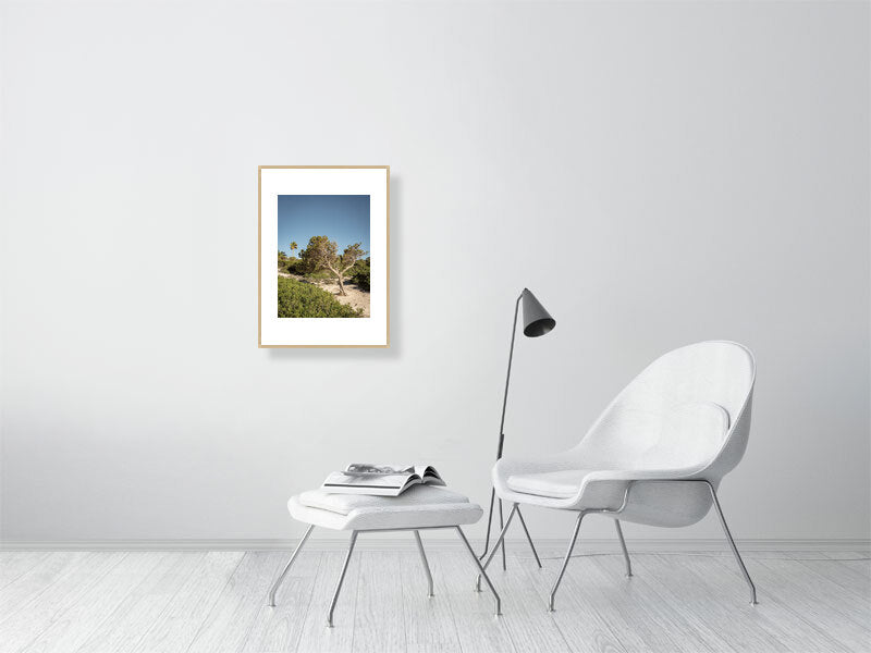 Baum am Cami de Cavalls Menorca - Print gerahmt - Fotograf Thomas Malek in Rohrenfels, Neuburg an der Donau, Ingolstadt, Schrobenhausen, Donauwörth