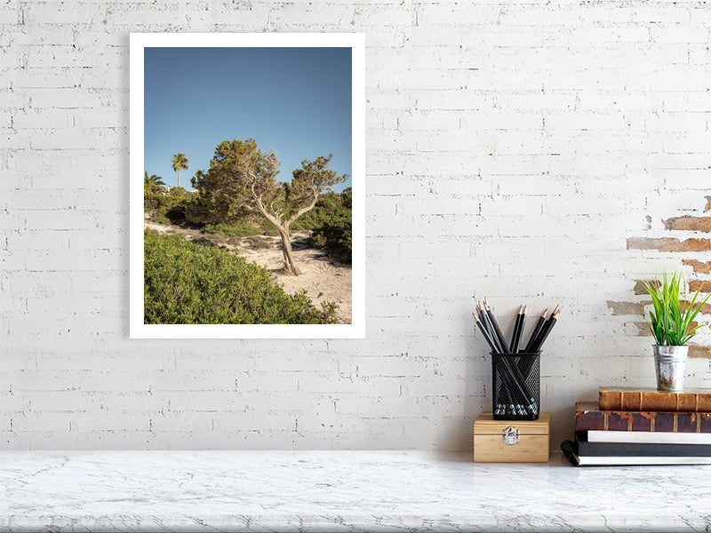 Baum am Cami de Cavalls Menorca - Print - Fotograf Thomas Malek in Rohrenfels, Neuburg an der Donau, Ingolstadt, Schrobenhausen, Donauwörth