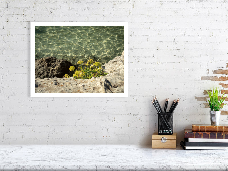 Meerfenchel, Cala Mitjana Menorca - Print - Fotograf Thomas Malek in Rohrenfels, Neuburg an der Donau, Ingolstadt, Schrobenhausen, Donauwörth