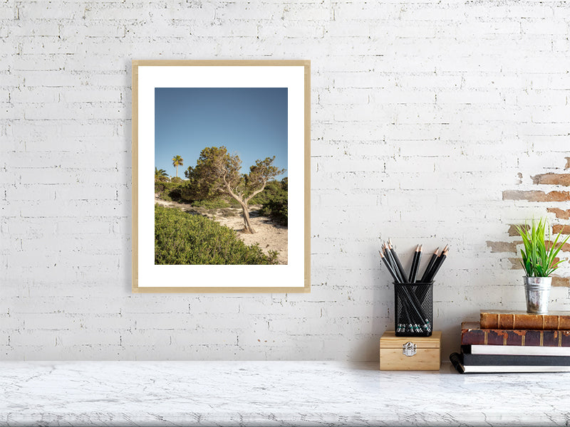 Baum am Cami de Cavalls Menorca - Print gerahmt - Fotograf Thomas Malek in Rohrenfels, Neuburg an der Donau, Ingolstadt, Schrobenhausen, Donauwörth