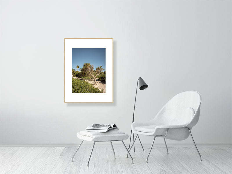 Baum am Cami de Cavalls Menorca - Print gerahmt - Fotograf Thomas Malek in Rohrenfels, Neuburg an der Donau, Ingolstadt, Schrobenhausen, Donauwörth