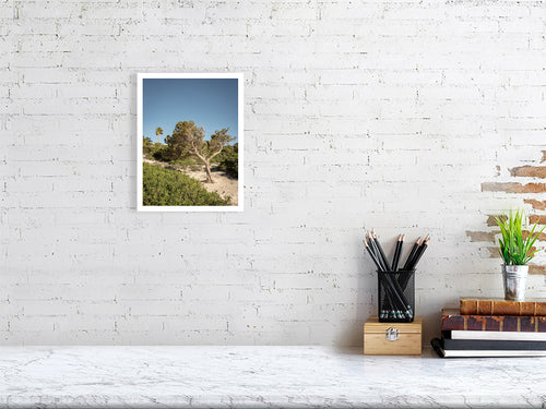 Baum am Cami de Cavalls Menorca - Print - Fotograf Thomas Malek in Rohrenfels, Neuburg an der Donau, Ingolstadt, Schrobenhausen, Donauwörth
