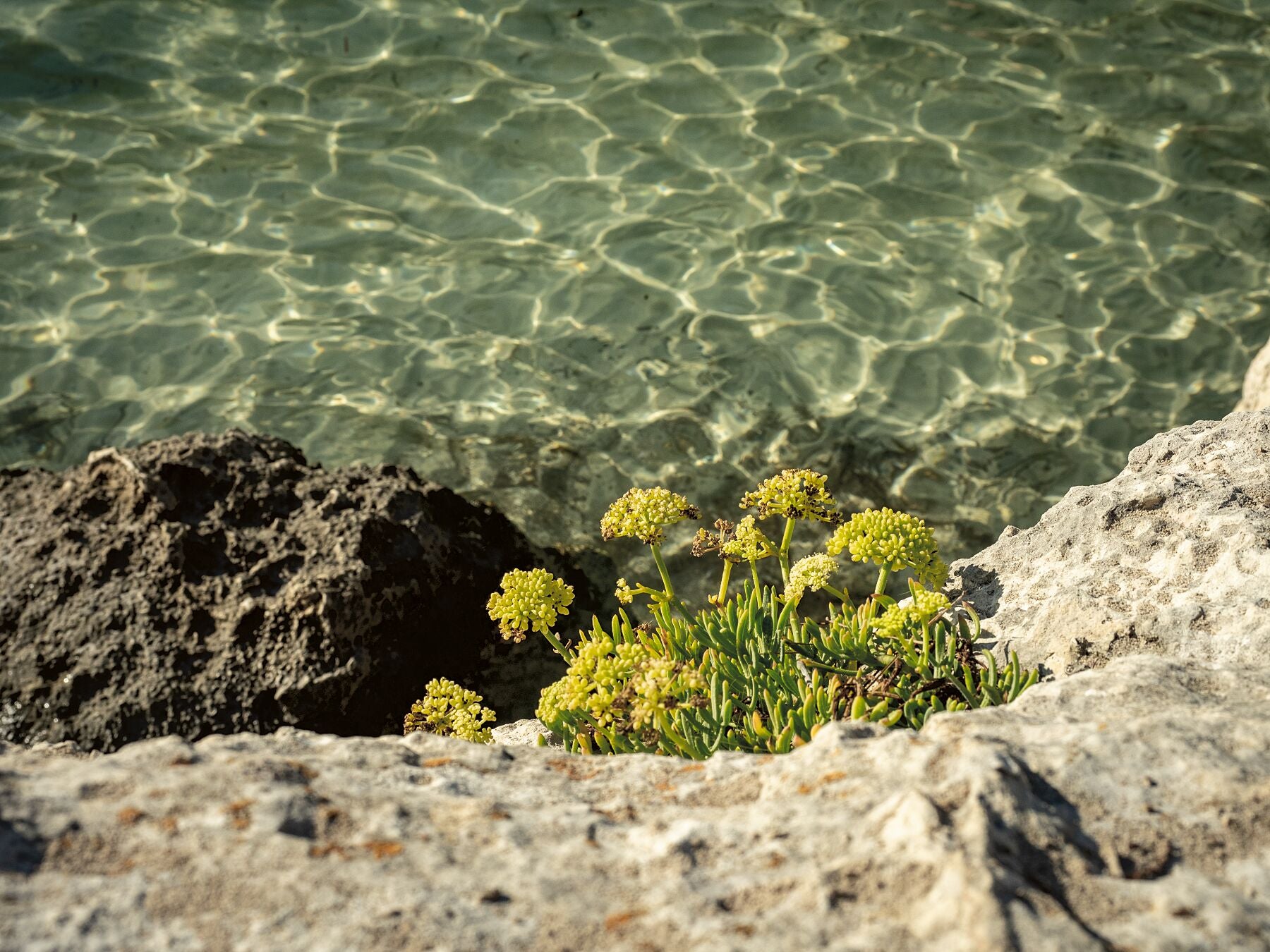 Meerfenchel, Cala Mitjana Menorca - Fotograf Thomas Malek in Rohrenfels, Neuburg an der Donau, Ingolstadt, Schrobenhausen, Donauwörth