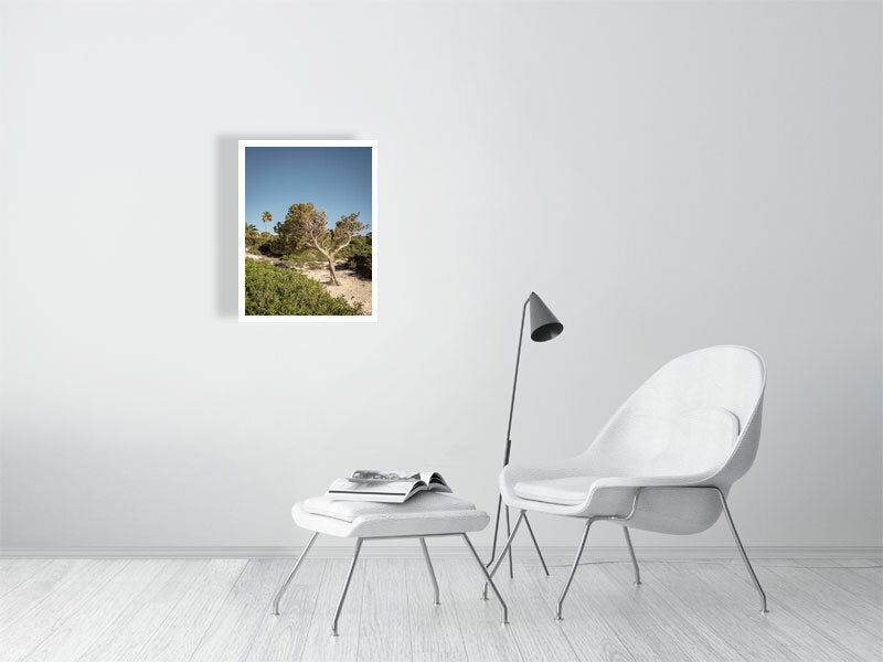 Baum am Cami de Cavalls Menorca - Print - Fotograf Thomas Malek in Rohrenfels, Neuburg an der Donau, Ingolstadt, Schrobenhausen, Donauwörth