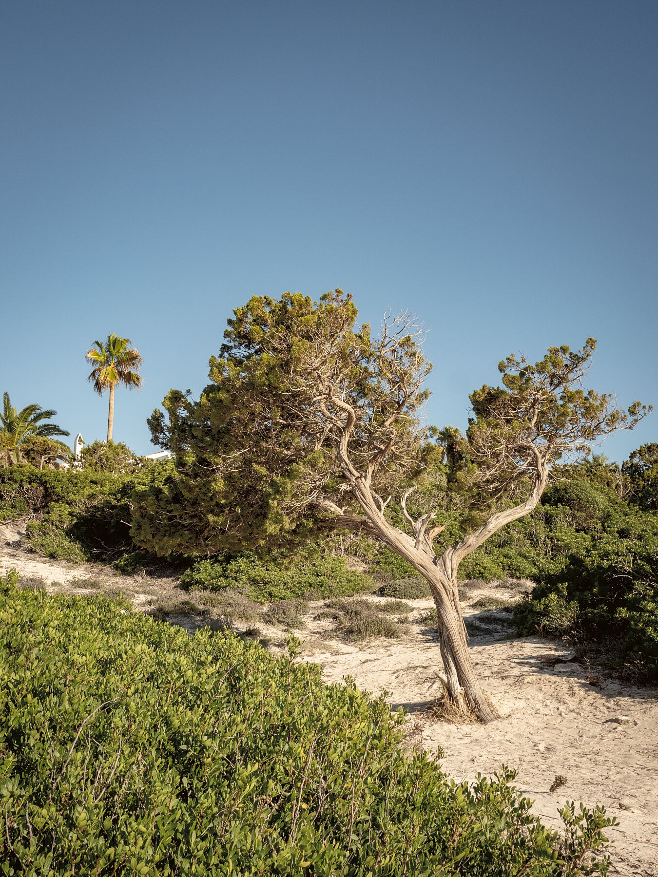 Baum am Cami de Cavalls Menorca - Fotograf Thomas Malek in Rohrenfels, Neuburg an der Donau, Ingolstadt, Schrobenhausen, Donauwörth
